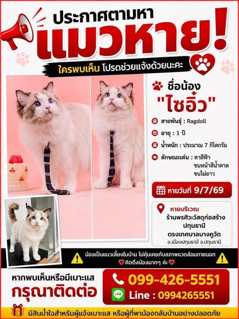 แมว ขาว ตาสีฟ้า · ไม่มี