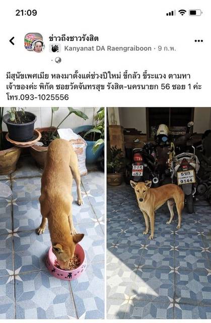 สุนัข แดง น้ำตาลเข้ม