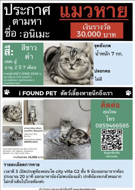 แมว สีขาว-ดำ น้ำหนัก 7 กก. · ไม่มี