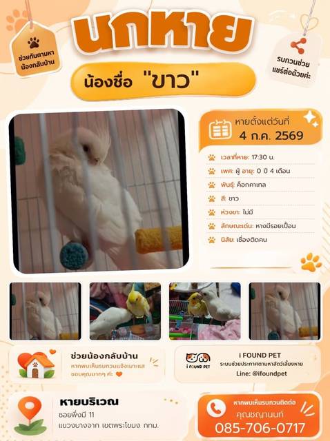 นก ขาว หางมีรอยเปื้อน