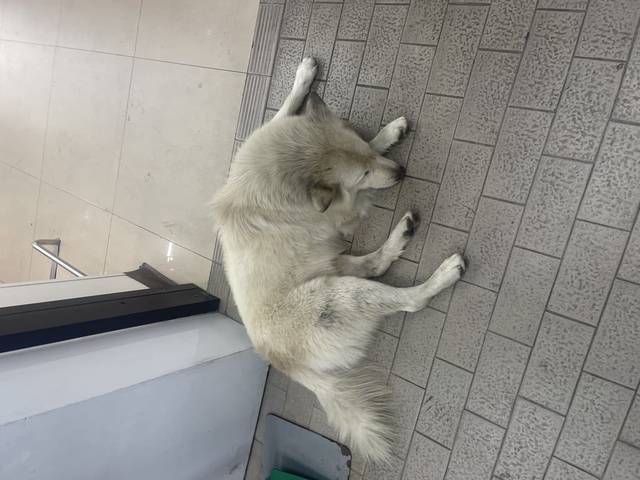 สุนัข ขาว ขนสีมีขาวทั้งตัว สภาพมอมแมม หน้าตาดูเศร้าๆ ให้จับได้