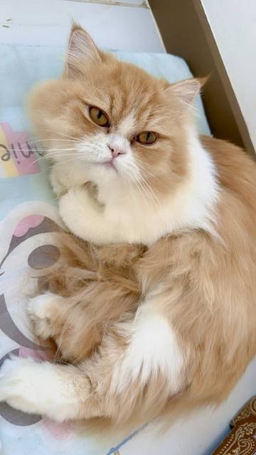 แมว ส้ม-ขาว น้องขี้อ้อน เข้ากับคนง่ายมาก