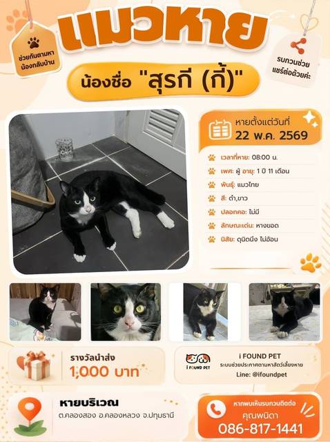 แมว ดำ ขาว หางขอด · ไม่มี