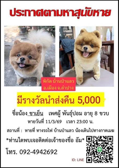 สุนัข ส้ม นวล เขี้ยวหน้าขวาบิ่น ตัดขนสั้น โคนหางอวบๆ · ไม่มี