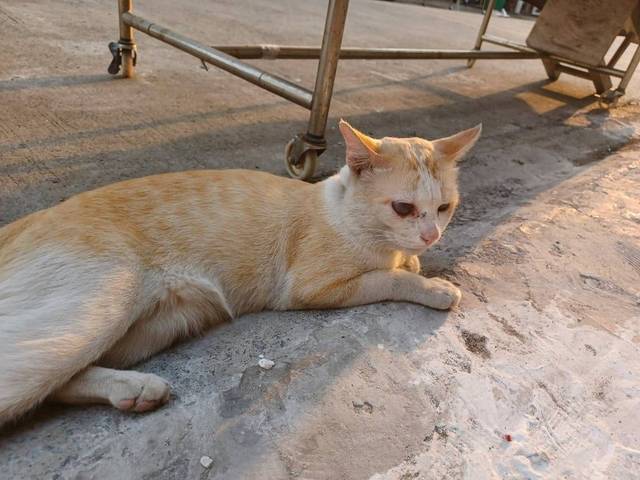 แมว ส้มขาว น้องแมวได้รับบาดเจ็บมา ตอนนี้พาไปหาหมอแล้ว