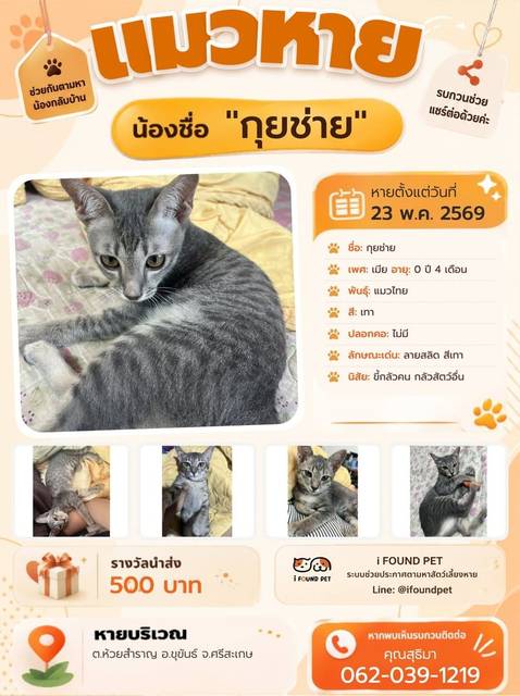 แมว เทา ลายสลิด สีเทา · ไม่มี