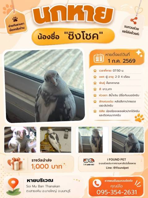 นก ขาว เทา หลังสีเทาปากแดงเลอะลิปครับ