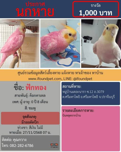 นก ชมพู มีรอยตัดปีก