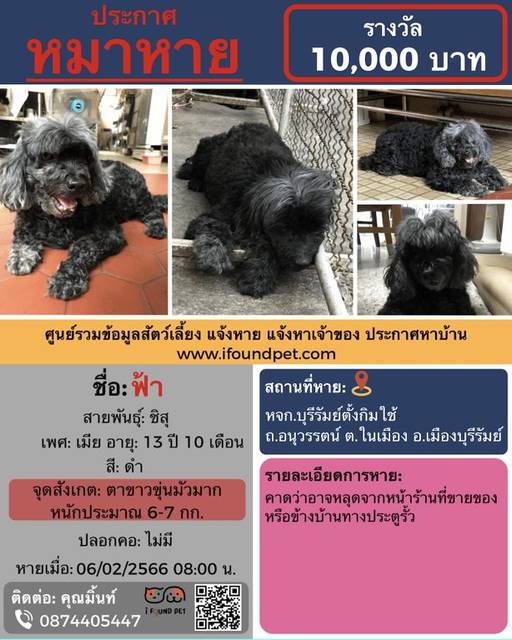 สุนัข ดำ ตาขาวขุ่นมัวมาก หนักประมาณ6-7 กก. · ไม่มี
