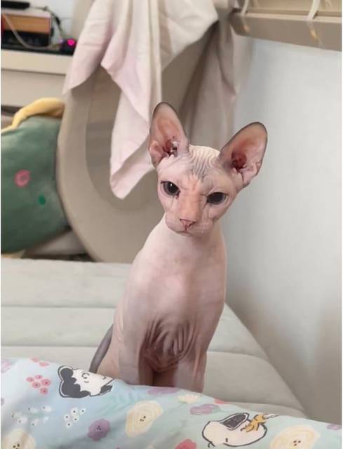 แมว นวล สีชมพู · ไม่มี