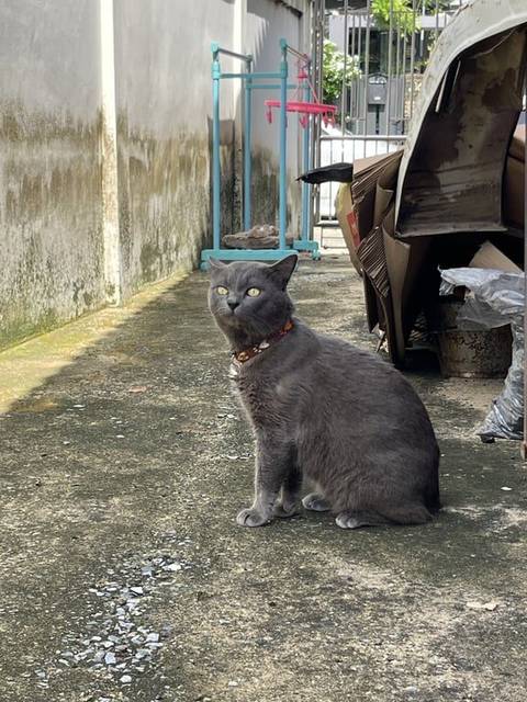 แมว เทา มีแผลอยู่ตรงไหล่ซ้าย มีแผลตรง บนหัวด้านหลังของหู · ไม่มี