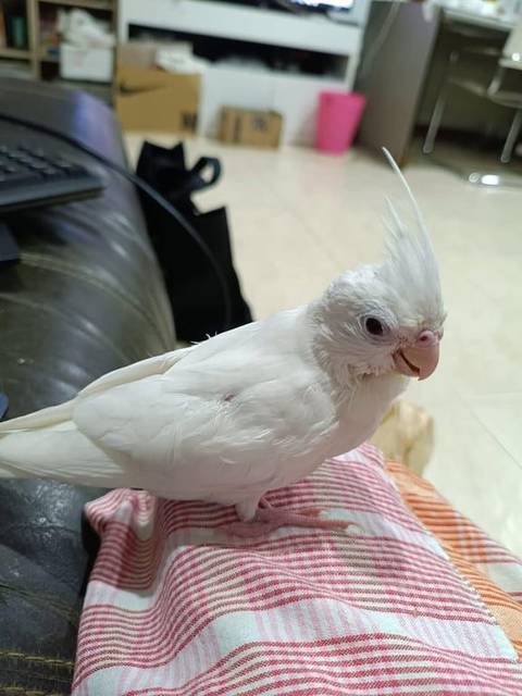 นก ขาว ทีแผลที่เท่าซ้าย หงอนเล็ก