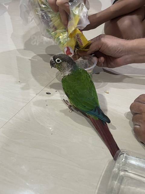 นก เขียว เทา
