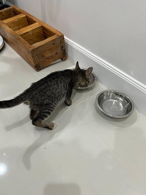 แมว เทา สลิด น้องเป็นไทยสลิด หลงมา เหมือนจะยังไม่หย่านม