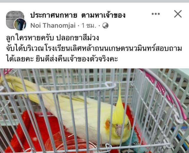 นก สีเหลือง แก้มส้ม น้องตัวเหลือง แก้มส้ม ปีกขาวนวลมีเหลืองแซมนิดๆ