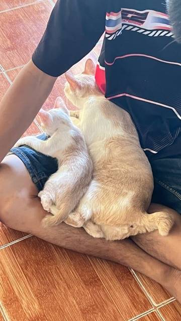 แมว ขาว น้ำตาล ขาหลังหักฝั่งขวา · ไม่มี