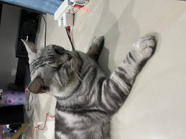 แมว ขาวดำ น้องมีตำหนิตาบอด1ข้าง เป็นแมวเพศผู้ร่างใหญ่ไม่แน่ใจว่าเป็นสายพันธุ์สกอตติชหรืออเมริกันช็อตแฮร์