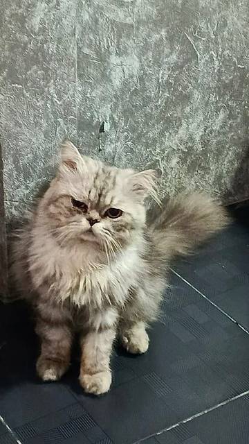 แมว เทา สังกระตังที่ไต้ท้องเยอะๆ · ไม่มี