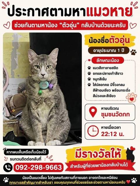 แมว เทา ลายสลิด ขนนุม ตาเขียวอมเหลือง ตัวใหญ่กว่าแมวไทยปกติ · ไม่มี