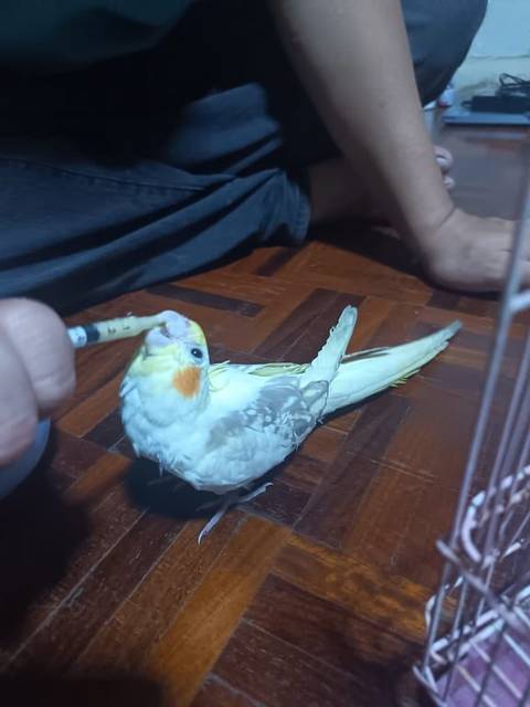 นก เหลือง ดำ น้องผอมมากน่าจะท้องเสีย​ อัพเดท​ ตอนนี้อ้วนตุบน้องไม่เชื่องไม่ชินมือคนขี้ตื่น