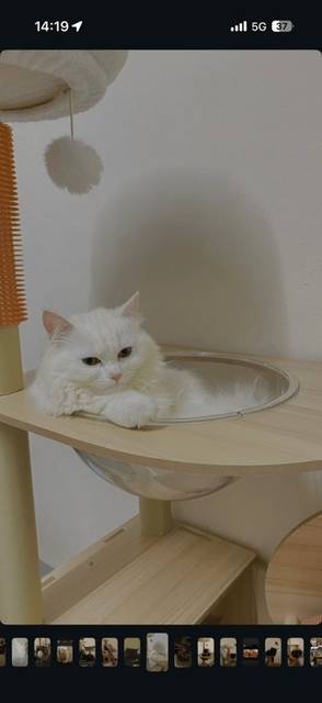 แมว ขาว ขนยาวและแหว่งบางจุด · ไม่มี