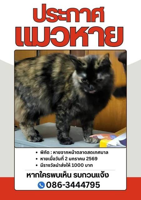 แมว ดำ น้ำตาล มีจึดที่จมึก · ไม่มี