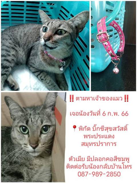 แมว สลิด แมวลายสลิด ตัวเมีย ตาสีเขียว ปลอกคอสีชมพู