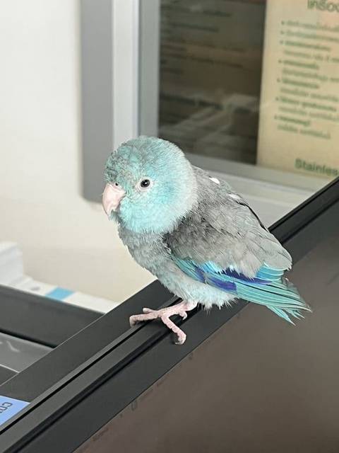 นก ฟ้า เทา สีฟ้า เทา