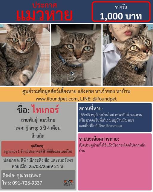 แมว สลิด จมูกแหว่ง 1 ข้าง มีปลอกคอสีฟ้าที่มีชื่อและเบอร์โทร · สีฟ้า มีกระดิ่ง ชื่อ และเบอร์โทร