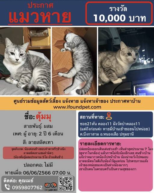 แมว ลายสลิดเทา น้องชอบทำตาหรี่ๆข้างนึง ลาดสลิดเทาแซมดำนิดๆ มีถุงเท้าขาว (น้ำหนักประมาณ5โล อ้วนเดินช้า) · ไม่มี