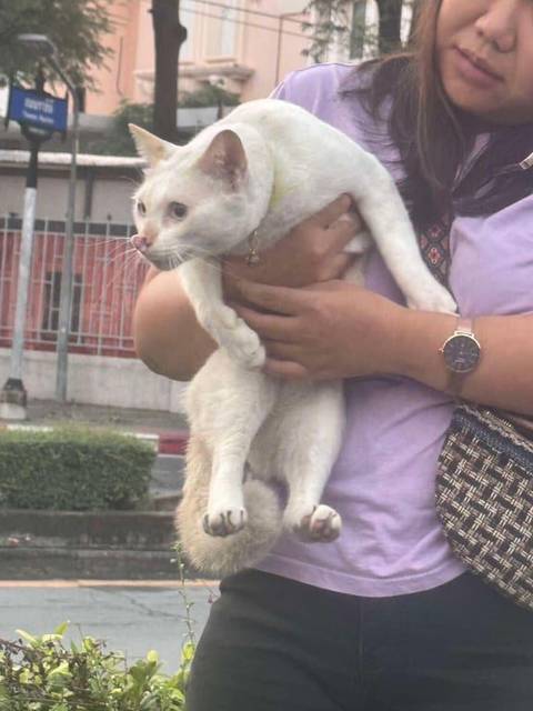 แมว ขาวเหลือง น้องมีตำหนิที่จมูกเหมือนจะแหว่ง