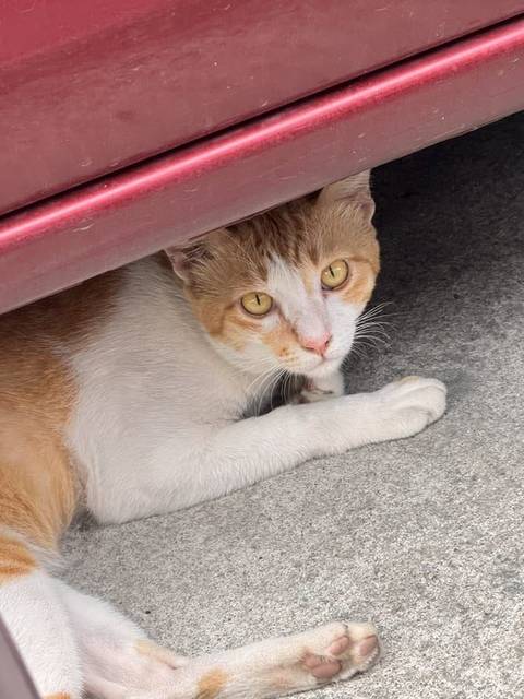 แมว ส้ม สีส้ม ขาว พบเจออยู่เส้นคู่ขนานกาญจนาภิเษก ประเวศ ลาดกระบัง