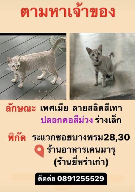 แมว เทาลายสลิด ลักษณะนิสัยรูปร่าง ร่างเล็ก เชื่องๆ ติดคน