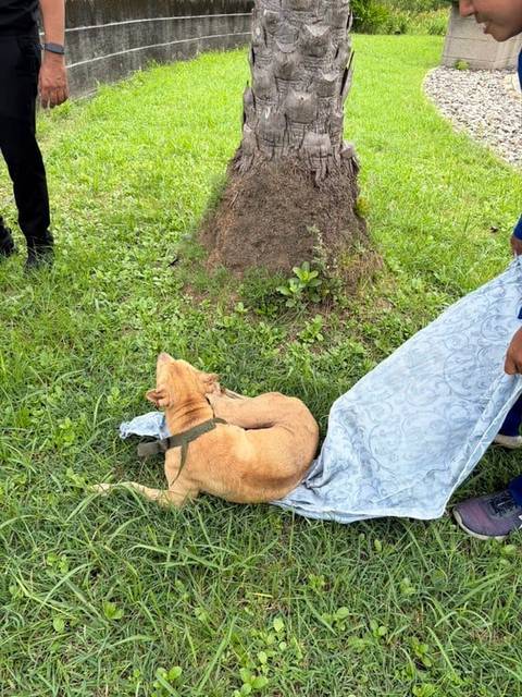 สุนัข น้ำตาล ขาหลังสองข้างเหมือนโดนรถชน