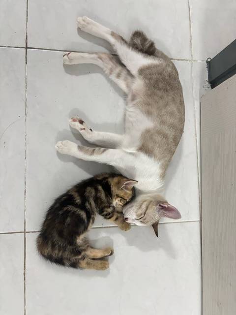 แมว ขาว หางม้วน · ไม่มี