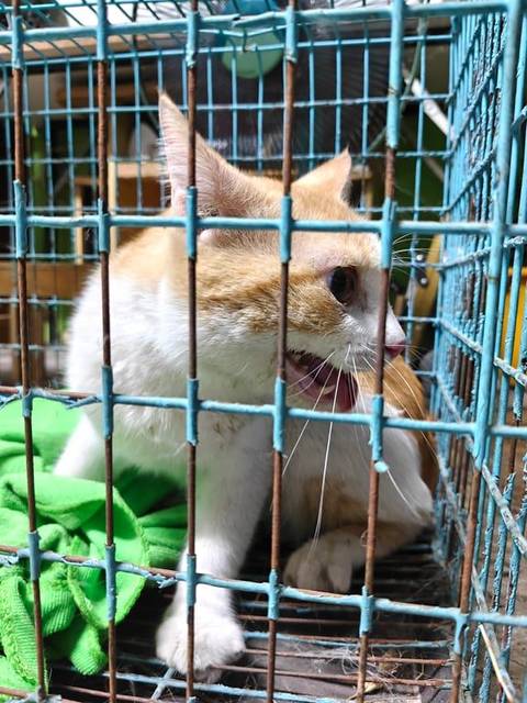 แมว ขาว ส้ม ขนสีขาวส้ม ตาสีเหลืออำพัน น้องโดนสุนัขไล่กัดมา
