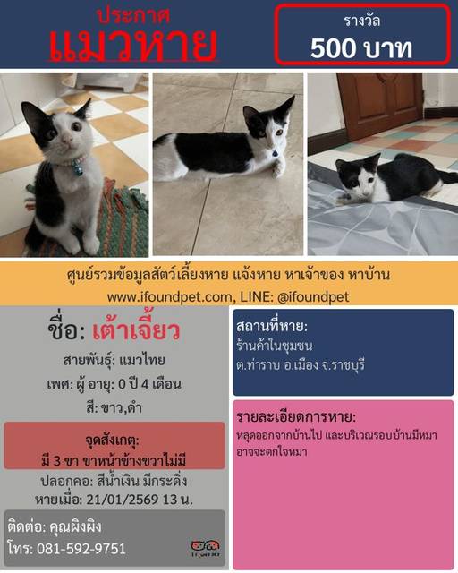 แมว ขาว ดำ มี 3 ขา ขาหน้าข้างขวาไม่มี · สีน้ำเงิน มีกระดิ่ง