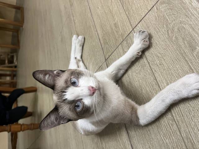 แมว ขาว น้ำตาล ตามหาเจ้าน้องแมว