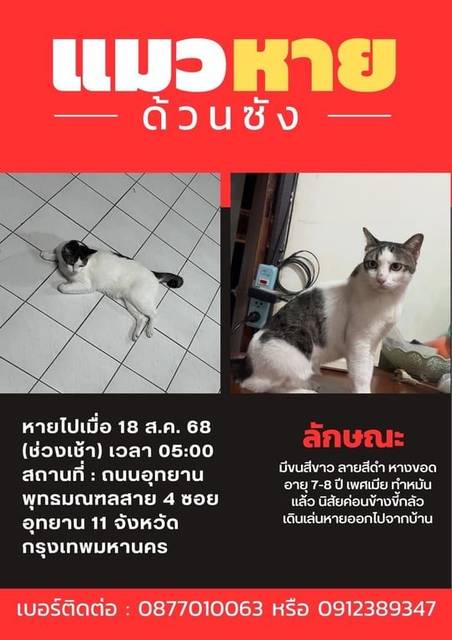 แมว ขาว ดำ หางม้วน · ไม่มี