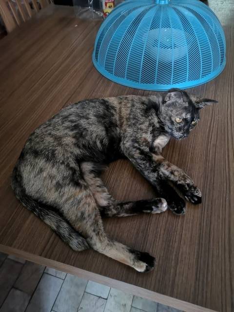 แมว เปรอะ เป็นแมวที่เชื่องมาก เมื่อก่อนไปๆมาๆ ระหว่างหมู่บ้านกิตติศักดิ์ กับ หมู่บ้านร่มเย็น บ้านเราติดกับอีกหมู่บ้านพอดี ตอนนี้โดนรถชนกลับไปไม่ได้ และเหมือนจะมาอยู่ถาวรแล้ว มีคนเลี้ยงอาหารอย่างดี แต่ไม่มีเงินรักษาขาน้อง โพสต์เผื่อเจ้าของจะคิดถึงค่ะ