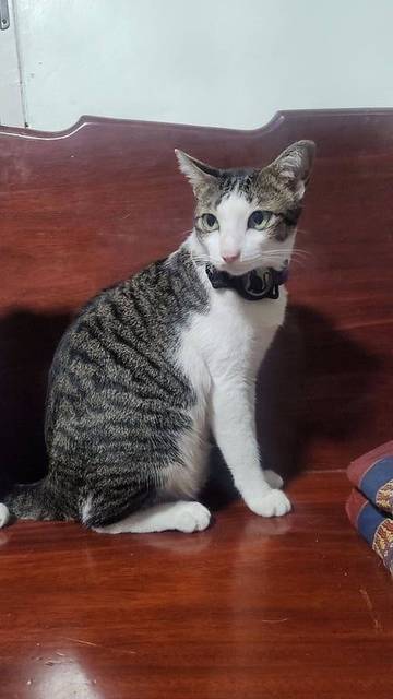แมว ม่วง ลายสลิดสีดำ · สีม่วง Tabcat