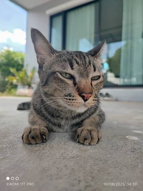แมว สลิด ปลายหางกุด มีสันหลังสีดำ