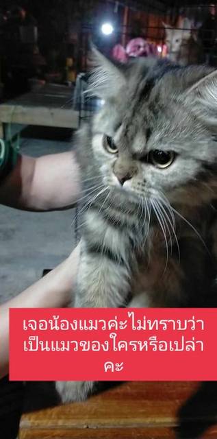 แมว ลาย