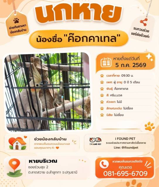 นก ครีม นวล ไม่เชื่อง