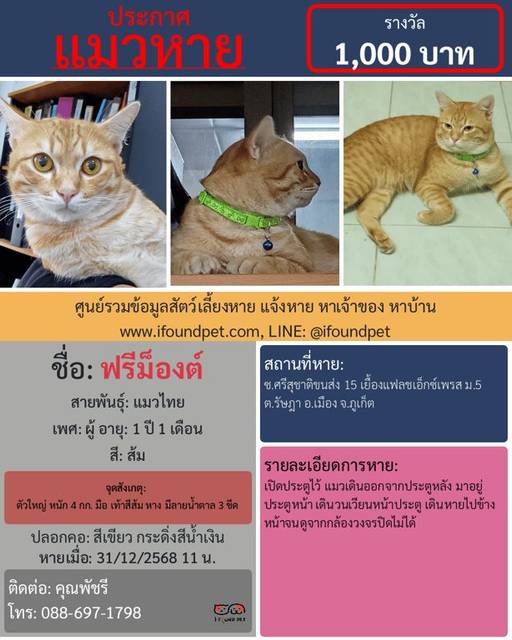 แมว ส้ม ตัวใหญ่ หนัก 4 กก. มือ เท้าสีส้ม หาง มีลายน้ำตาล 3 ขีด · สีเขียว ปลอกคอสีเขียว กระดิ่งสีน้ำเงิน