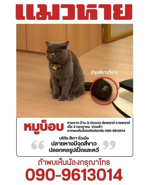 แมว เทา ที่หางมีจุดสีขาว · สีเหลือง รูปเป็ดและหวี