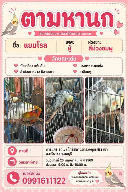 นก ขาว เทา เหลือง ครีม นวล หัวเหลือง แก้มส้ม ลำตัวเทา-ขาว มีลายเทา หางยาว หงอนตั้ง ขาสีชมพู