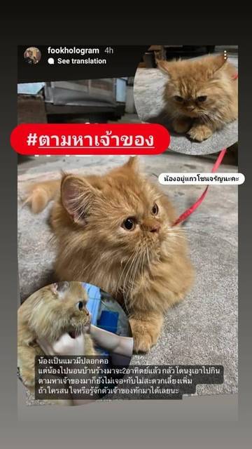 แมว สีส้ม