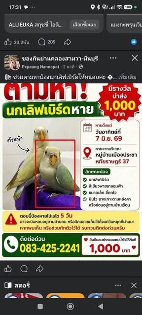 นก ฟ้า ขาดำ