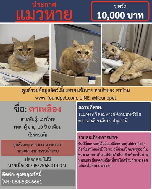 แมว ขาว ส้ม คางขาว หางตรง ปากจะดำจากคราบน้ำลาย เนื่องจากมีปัญหาช่องปาก · ไม่มี